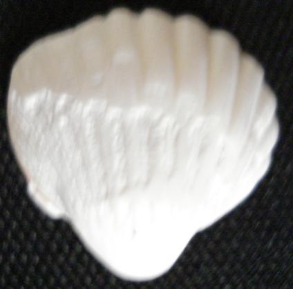 Cerastoderma edule e Cerastoderma glaucum